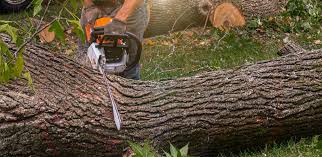 Leaf Removal in Port Barre, LA